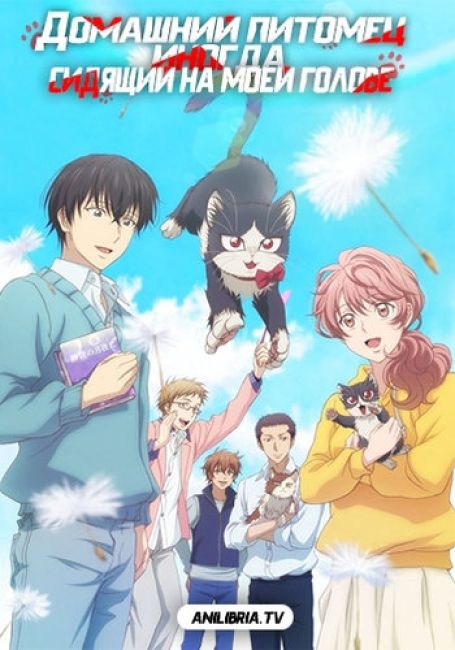 Doukyonin wa Hiza, Tokidoki, Atama no Ue